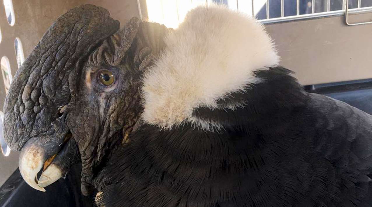 Un cóndor y un águila que estaban heridos fueron rescatados para su  recuperación - Neuquén Informa