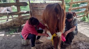 WEB vacas LECHERAS WA0114